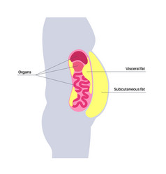 Visceral Fat Diagram