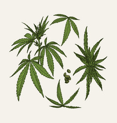 Botanical Cannabis Leaves