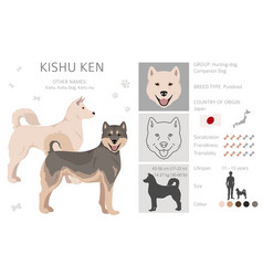 Kishu Ken Clipart Different Poses Coat Colors Set