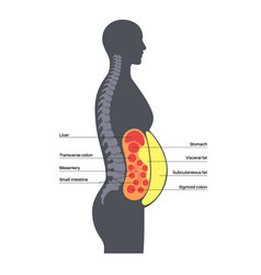 Visceral Fat Diagram