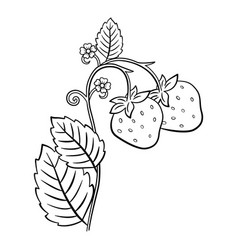 Wild Strawberry For Coloring Page Forest Ripe