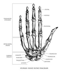 Human Hand Bone Diagram Hand Draw Vintage