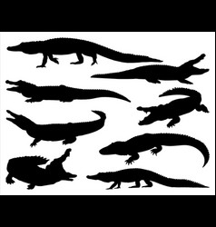 Alligator Silhouette