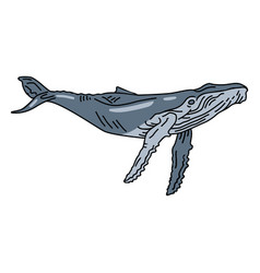 Blue Whale Sea Animal Stroke