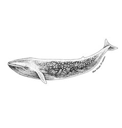 Blue Whale Isolated On White Background