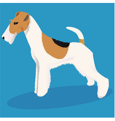 Wire Fox Terrier Dog