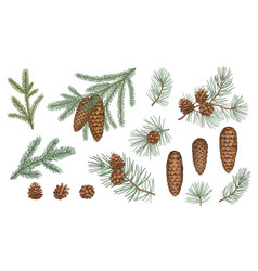 Set Of Evergreen Branches Pine Tree Fir Spruce