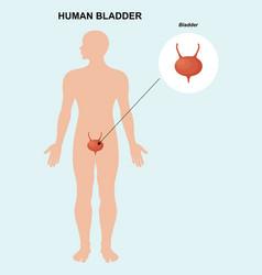 Urinary Bladder Organ Anatomy Human Organ Anatomy