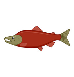 Sockeye Salmon Fish On A White Background