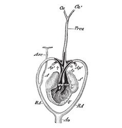 Monitor Lizard Heart Vintage