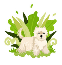 Dog Breed Shi Tzu Stands On Background