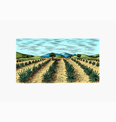 Agave Field Vintage Retro Landscape Harvesting