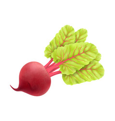 Fresh Beet With Leaf Realistic 3d Isolated White