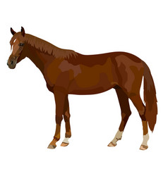 Horse Realistic Icon Wild