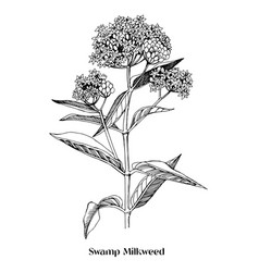 Swamp Milkweed Wildflower Medicinal Plant