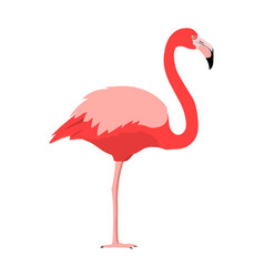 Phoenicopterus Ruber - American Flamingo - Flat