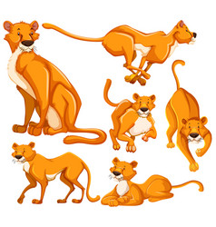 Set Lioness Cartoon Character