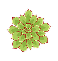 Succulent Echeveria Pulidonis In Cartoon Style