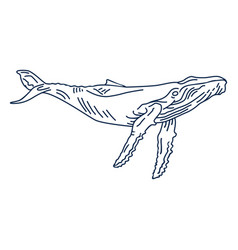 Blue Whale Stroke