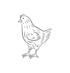 Chicken Standing Side View Hand Drawn