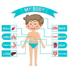 Internal Organs Of The Body For Kids