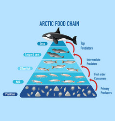 Arctic Food Chain Pyramid