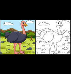 Ostrich Coloring Page