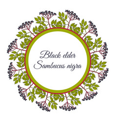 Wreath European Black Elderberry