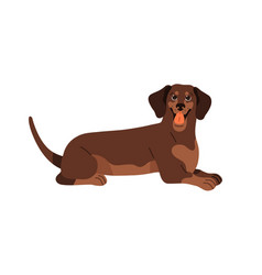 Dachshund Breed Long Sausage Dog Cute Happy