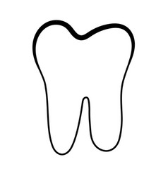 Anatomical Shape Of Dental Dentin Enamel Pulp