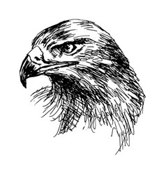 Soaring bald eagle drawing sketch a bird Vector Image