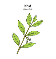 Khat Or Qat Catha Edulis Medicinal Plant