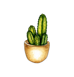 Watercolor Of Home Flower Cacti In A Pot Its