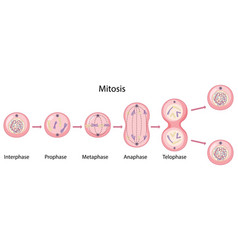 Asexual Reproduction Fragmentation Diagram