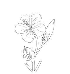 Hibiscus Flower Line Art Drawing Black Stroke Illu