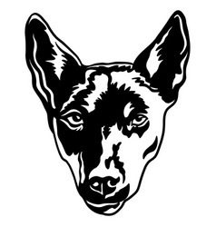 Abstract Portrait Of A Kelpie Dog Black Contour