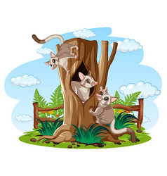 Three Sugar Gliders Climbing Wood