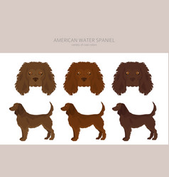 American Water Spaniel All Colours Clipart