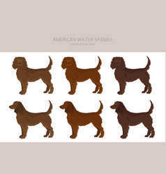 American Water Spaniel All Colours Clipart