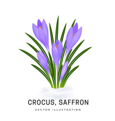 Crocus Sativus Violet Saffron Flower Bush