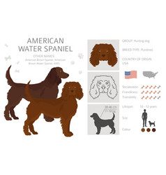 American Water Spaniel All Colours Clipart