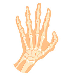 Hand Bone Structure Human Palm With Fingers