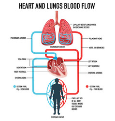 Diagram Showing Heart And Lungs Blood Flow