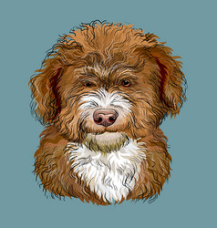 Barbet Hand Drawing Dog Color Isolated