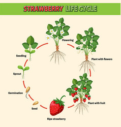 Life Cycle Of Strawberry Diagram