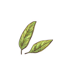 Fresh Green Anise Leaves Engraving