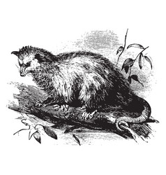 Virginia Opossum Vintage