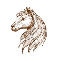 Wild Horse Head With Flowing Mane Vintage Sketch