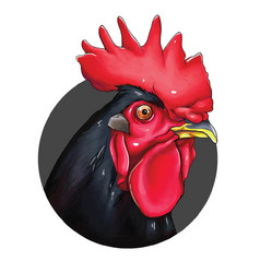 Rooster Headshot