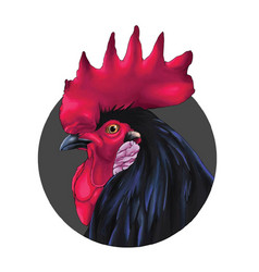 Rooster Headshot